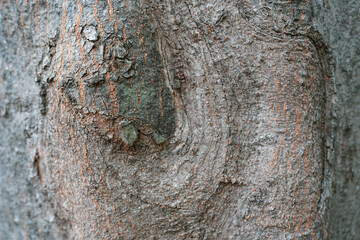 Close up of grungy grey bark of tree. Trunk of tree bark texture background.
