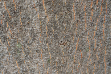 Close up of grungy grey bark of tree. Trunk of tree bark texture background.