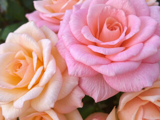 Close up of blooming pink and orange roses