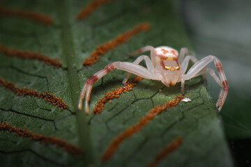 Goldenrod Crab Spider resting on a plant leaf in Mount Coot-tha Botanical Gardens in Brisbane, Queensland.