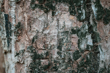 Close up of grungy grey bark of tree. Trunk of tree bark texture background.