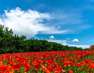 Fototapeta premium Vibrant red poppies fill a field, stretching to a line of lush green trees under a bright blue sky with fluffy white clouds