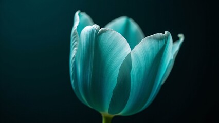Close Up of a Teal Tulip