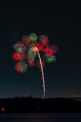 ヤシの木のように咲く色鮮やかな花火