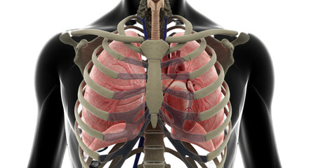 Human skeleton rib cage with lungs and heart visible, transparent PNG cutout