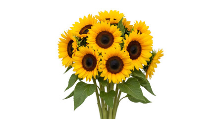 Obraz premium sunflower isolated on white background