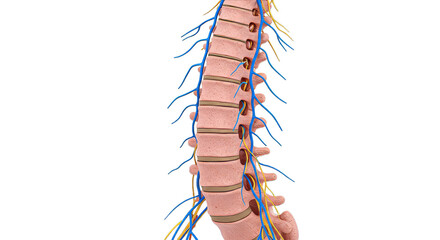 Fototapeta premium Human spinal cord with nerves, anatomical rendering, transparent PNG cutout