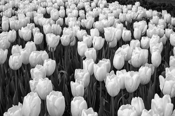 2023-12-31 CLOSE UP SHOT OF A FIELD OF TULIPS IN THE SKAGIT VALLEY IN BLACK ANND WHITE