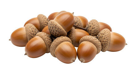 acorns on a white background