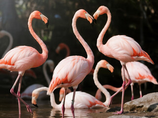A group of elegant pink flamingos standing gracefully near the water. Captured in natural light, showcasing their vibrant feathers and unique posture. Ideal for themes of wildlife, nature