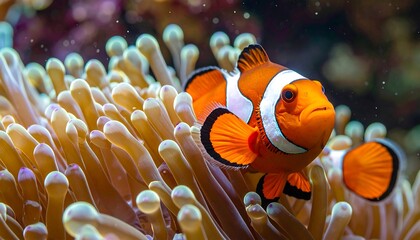 A vibrant orange and white clownfish swims amongst the delicate tentacles of an anemone, showcasing a captivating underwater scene.