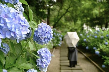 雨が降る中、紫陽花寺で有名な月照寺を散策する観光客　松江市