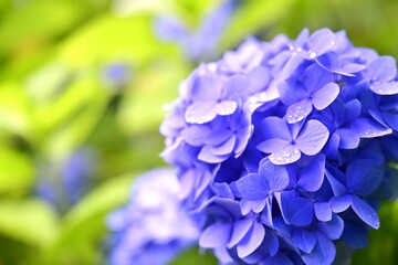 紫陽花がきれいに咲き乱れる松江市月照寺の紫陽花	