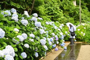 雨が降る中、紫陽花寺で有名な月照寺を散策する観光客　松江市