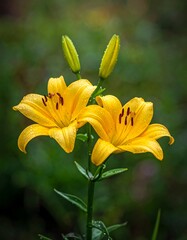 Two vibrant yellow lilies in a garden setting
