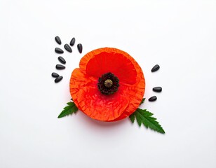 Vibrant Red Poppy Flower with Seeds on White Background