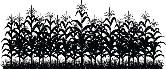 Silhouette of a dense cornfield with tall stalks and green leaves in a rural landscape illustration vector © artificial_azad!