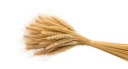 wheat ears isolated on white