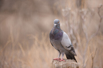 pigeon on the rock