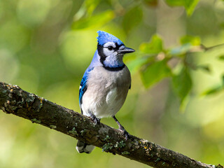 A vibrant blue jay is perched gracefully on a tree branch, its bright blue feathers contrasting beautifully against the soft green background of leaves.