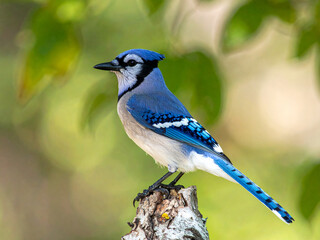 With its sharp gaze and vivid plumage, the blue jay stands out as a stunning figure in the peaceful forest setting.