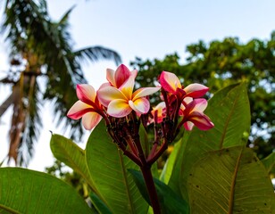 Tropical flowers in bloom