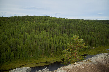 A serene forest landscape beautifully overlooks a flowing river, creating a tranquil environment