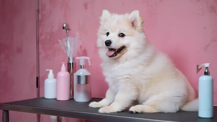 White fluffy puppy sitting near pastel grooming bottles on table. Pet grooming and hygiene visuals for vet clinics and salons