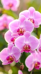 Close-up of vibrant pink orchids. Soft focus on blossoms, showcasing delicate petals and vibrant colors
