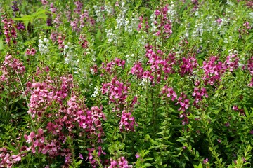 Obraz premium Angelonia flowers field in a park