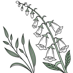 black and white foxglove digitalis purpurea © MOHAMMADRIPON