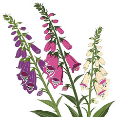 foxglove digitalis purpurea on white background  © MOHAMMADRIPON