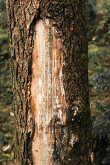 Tree trunk with resin flowing texture