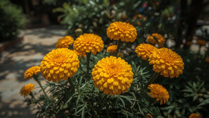 Vibrant yellow marigold blossoms in lush garden background nature scene close-up view floral concept