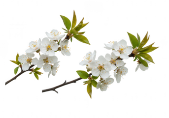 Delicate white cherry blossoms adorn dark branches isolated on transparent background