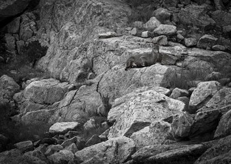 Beautiful high resolution close up image of wild mountain goats camouflaging with the natural surrounding rocks and vegetation on the TMB- Tour du Mont Blanc trail- France