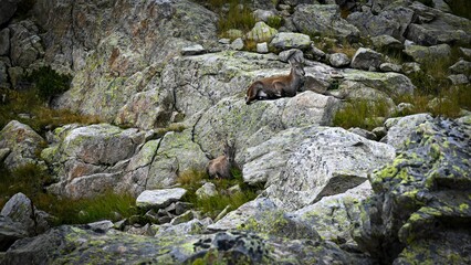 Beautiful high resolution close up image of wild mountain goats camouflaging with the natural surrounding rocks and vegetation on the TMB- Tour du Mont Blanc trail- France
