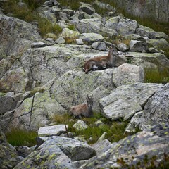 Beautiful high resolution close up image of wild mountain goats camouflaging with the natural surrounding rocks and vegetation on the TMB- Tour du Mont Blanc trail- France