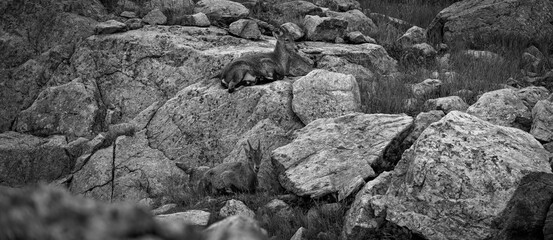 Beautiful high resolution close up image of wild mountain goats camouflaging with the natural surrounding rocks and vegetation on the TMB- Tour du Mont Blanc trail- France