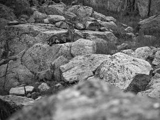 Beautiful high resolution close up image of wild mountain goats camouflaging with the natural surrounding rocks and vegetation on the TMB- Tour du Mont Blanc trail- France