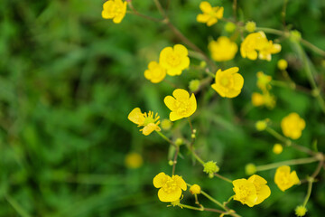 Bright yellow buttercups stand out against a blurred green background, creating a delicate and fresh picture of nature.
