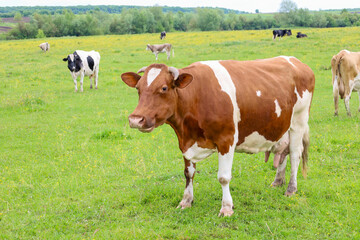 Well-groomed cows graze freely in a large green meadow under the open sky, enjoying a warm spring day. This idyllic scene embodies the peace and harmony of rural life, highlighting the natural beauty 
