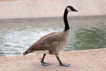 canada goose branta canadensis