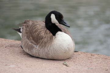 canada goose branta canadensis