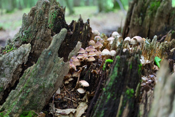 Obraz premium ​A half-ruined old stump in the forest is home to an entire family of small mushrooms. They grow from the cracks in the wood, forming a compact group, which makes this natural object interesting.