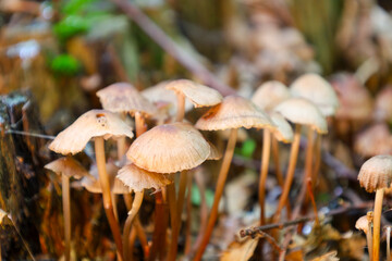 ​A cluster of tiny mushrooms with thin stems growing on the forest floor among fallen leaves, creating an autumnal woodland atmosphere. 