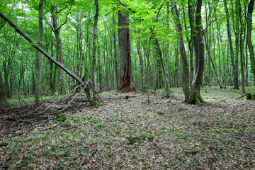 Obraz premium A powerful tree trunk with a hollow rises among the old forest. The ground is covered with a layer of dry leaves, and sunbeams barely break through the dense tree crowns, creating an atmosphere of mys