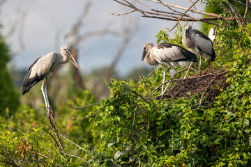 Wood Storks on the Watch: Observe the focused stare of the wood storks perched amidst the vibrant green foliage and intricate nest. Witness the natural world at its best, a symphony of avian life.