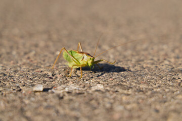 A closeup image featuring a vibrant green grasshopper resting on a gravel surface