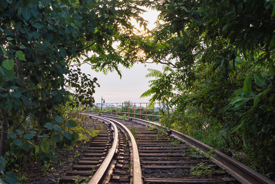 secret railroad tracks in foliage